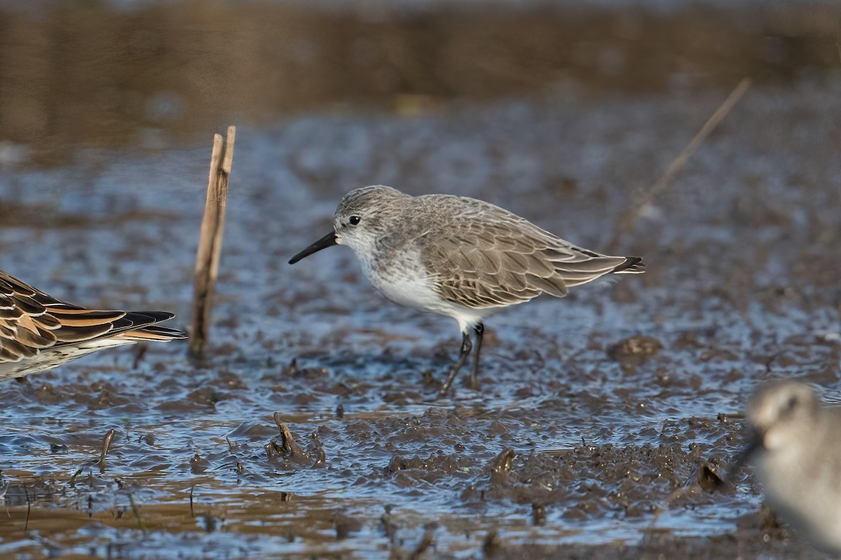 Western Sandpiper - ML501948161