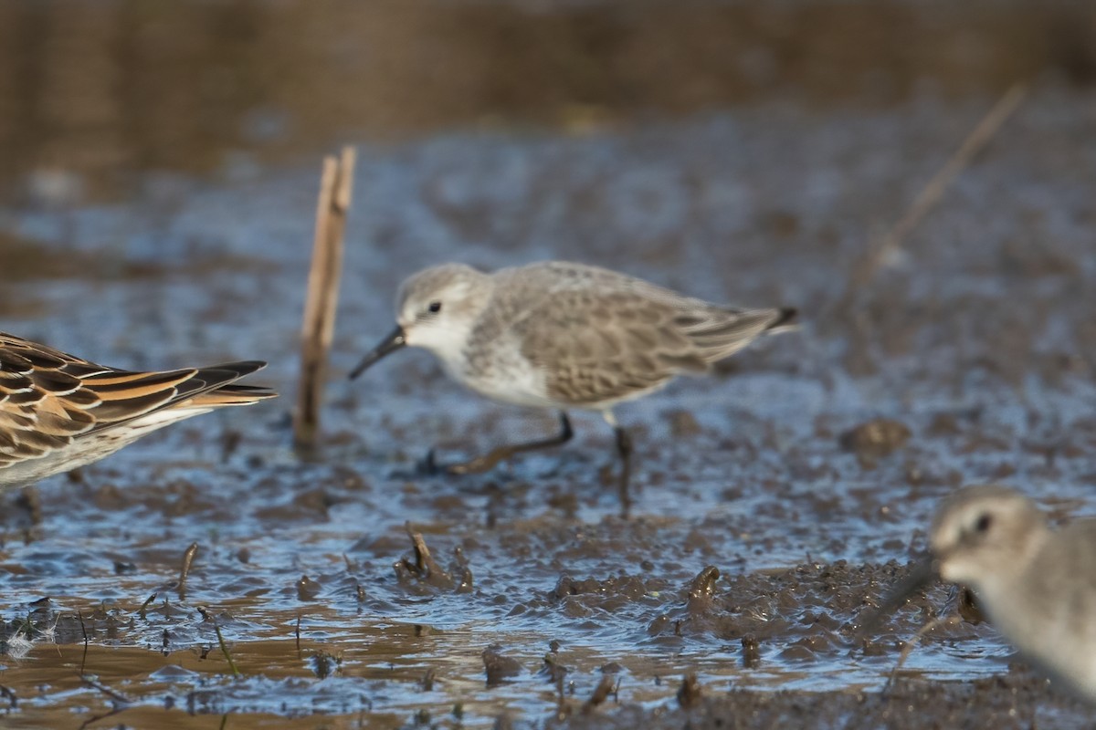 Western Sandpiper - ML501948171