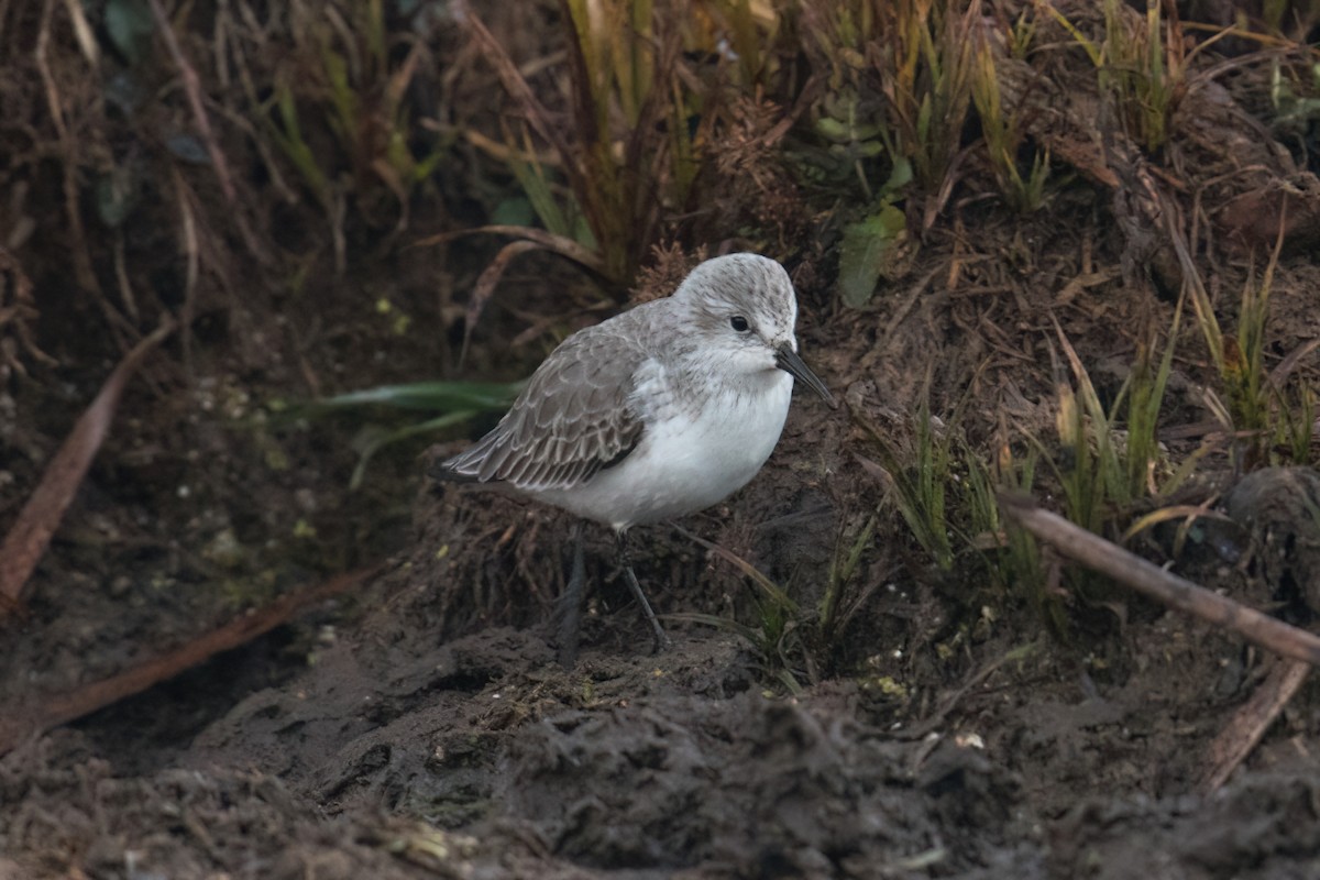 Western Sandpiper - ML501948181