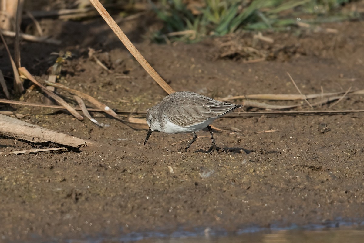 Western Sandpiper - ML501948191
