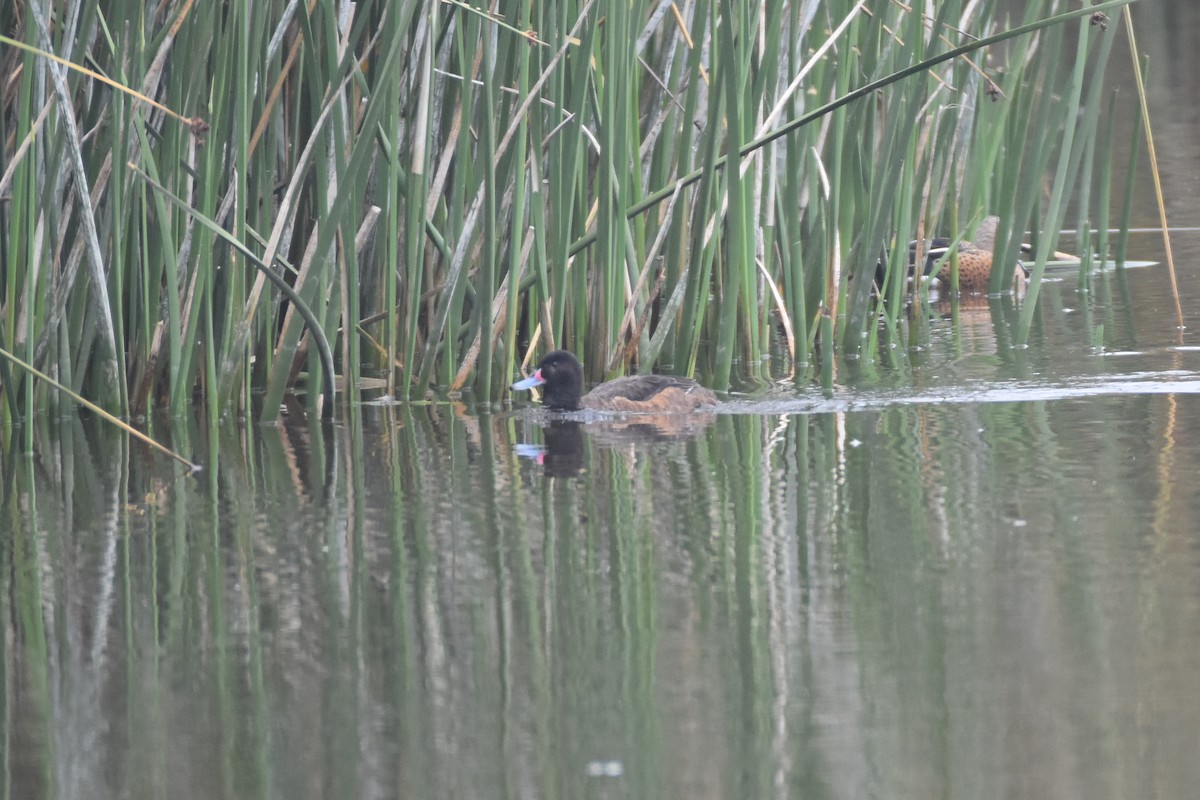 Black-headed Duck - ML501948441