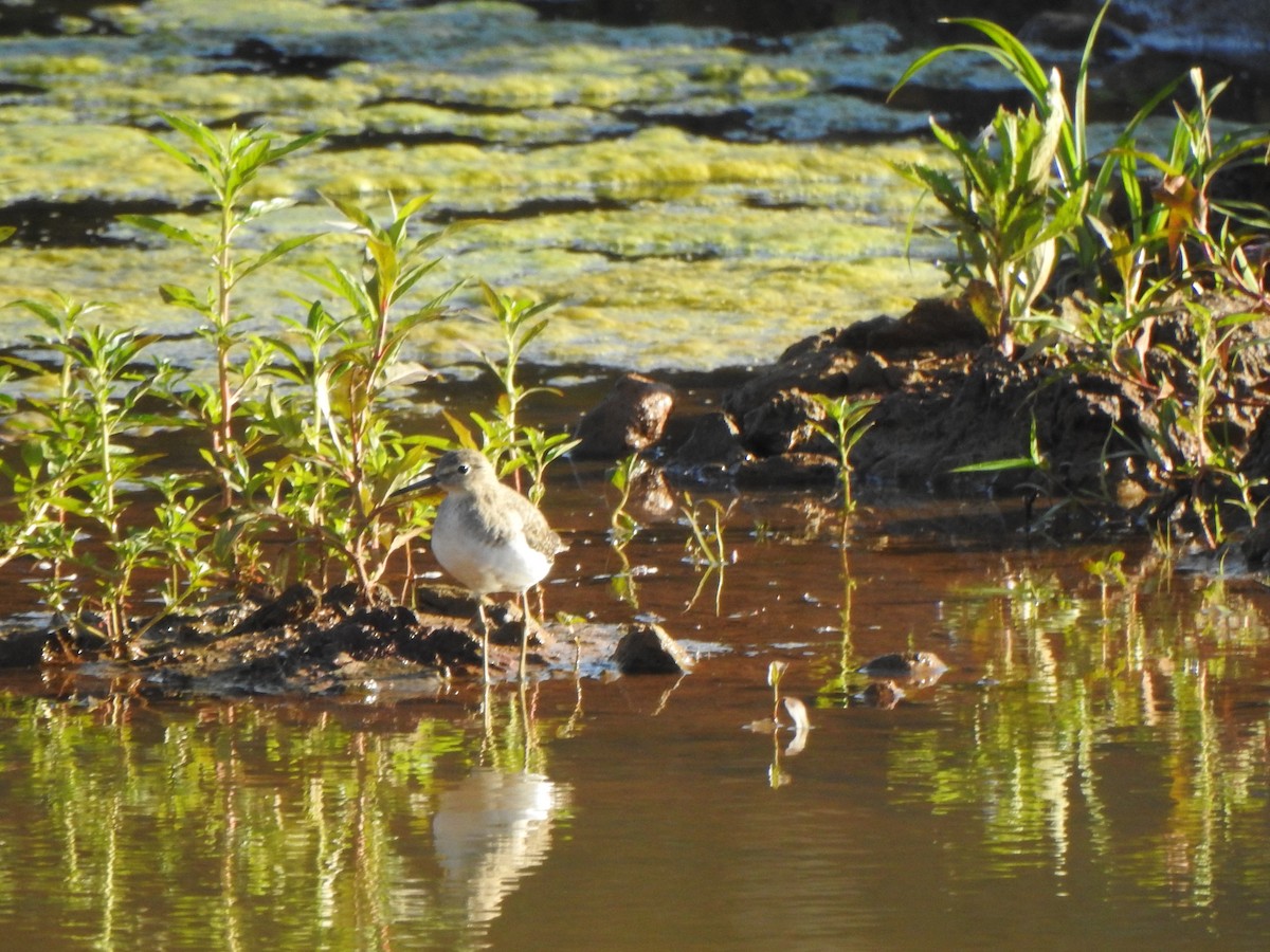 Solitary Sandpiper - ML501949221