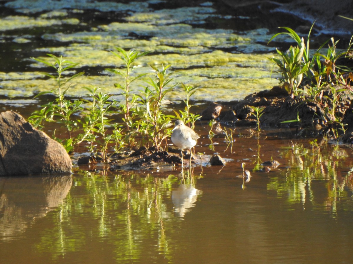 Solitary Sandpiper - ML501949231