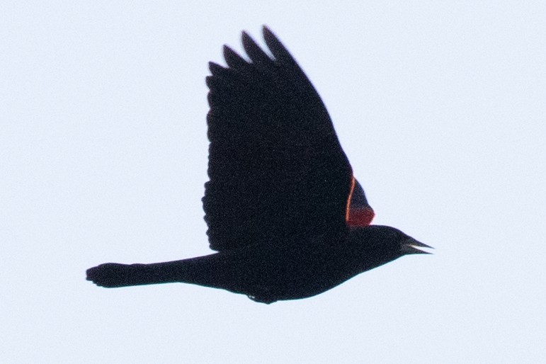 Red-winged Blackbird - ML501949291