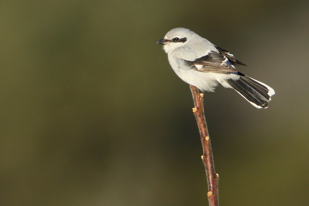 Northern Shrike - ML50195001