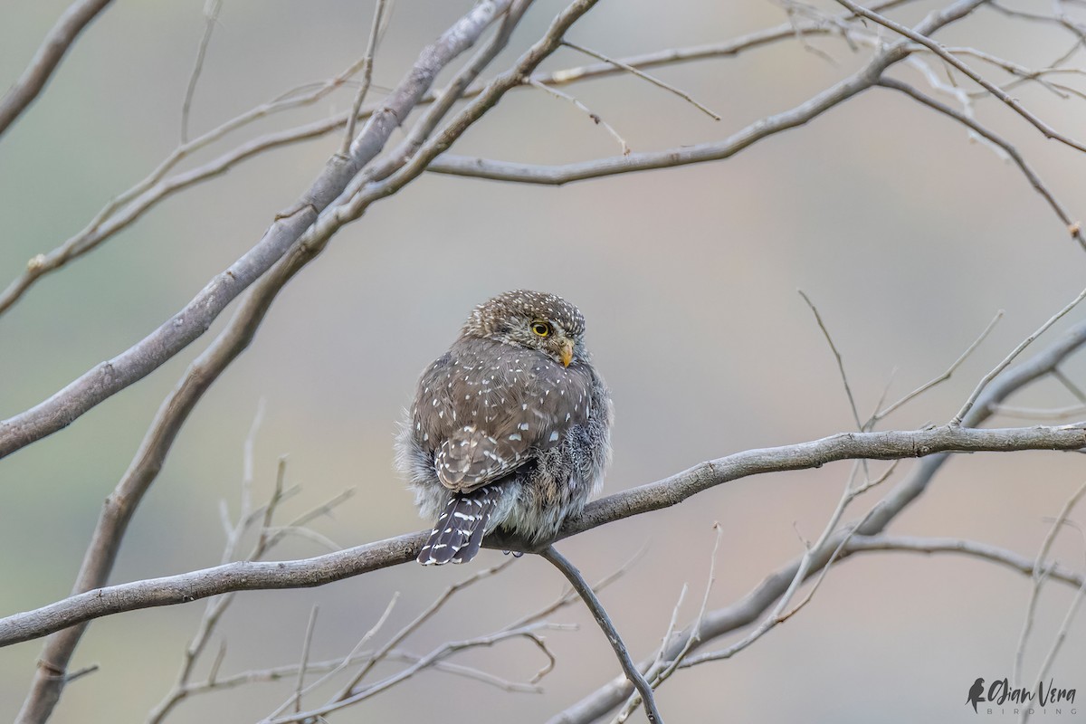Peruvian Pygmy-Owl - ML501950791
