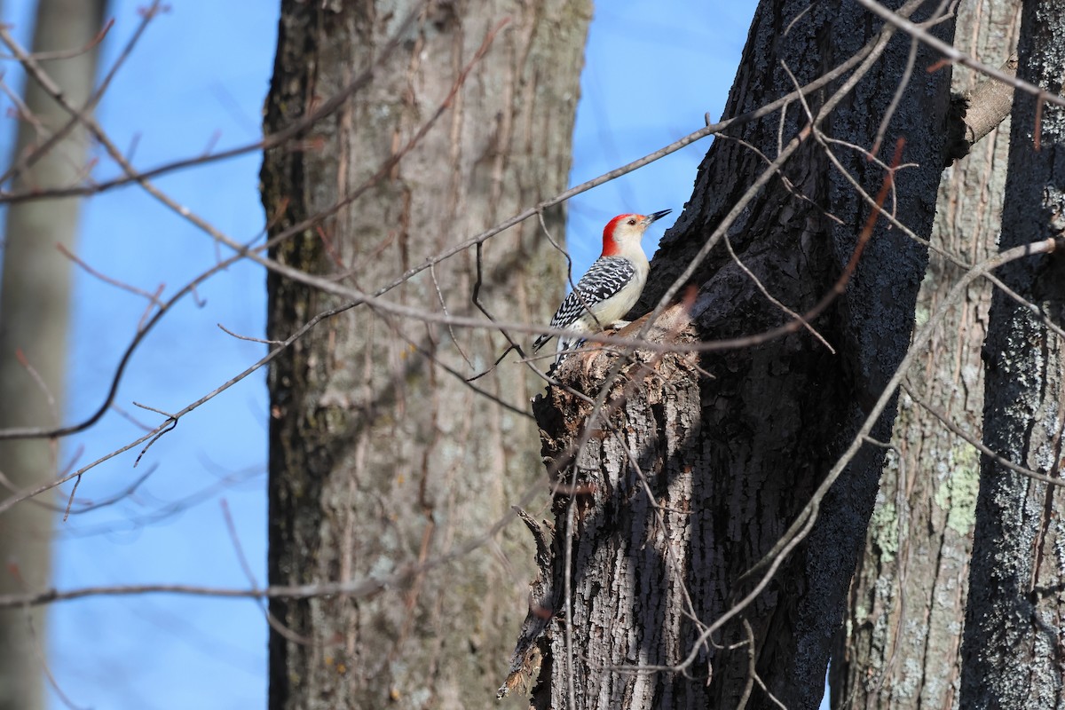 Red-bellied Woodpecker - Mitchell Lemmer