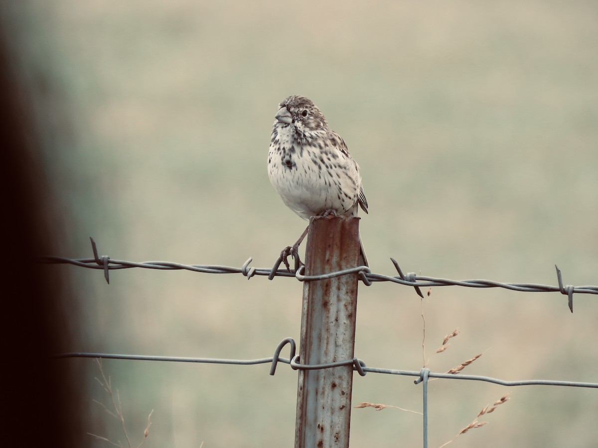 Lark Bunting - ML501953421