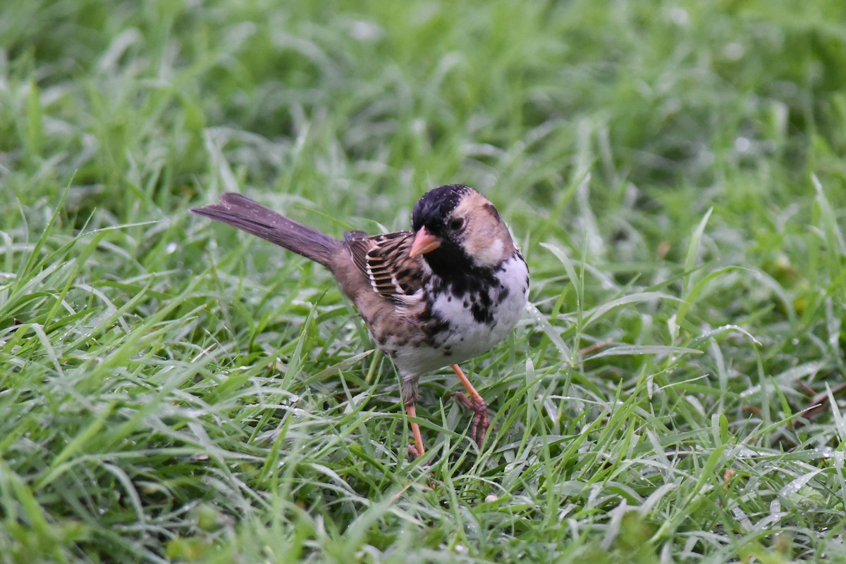 Harris's Sparrow - ML50195631