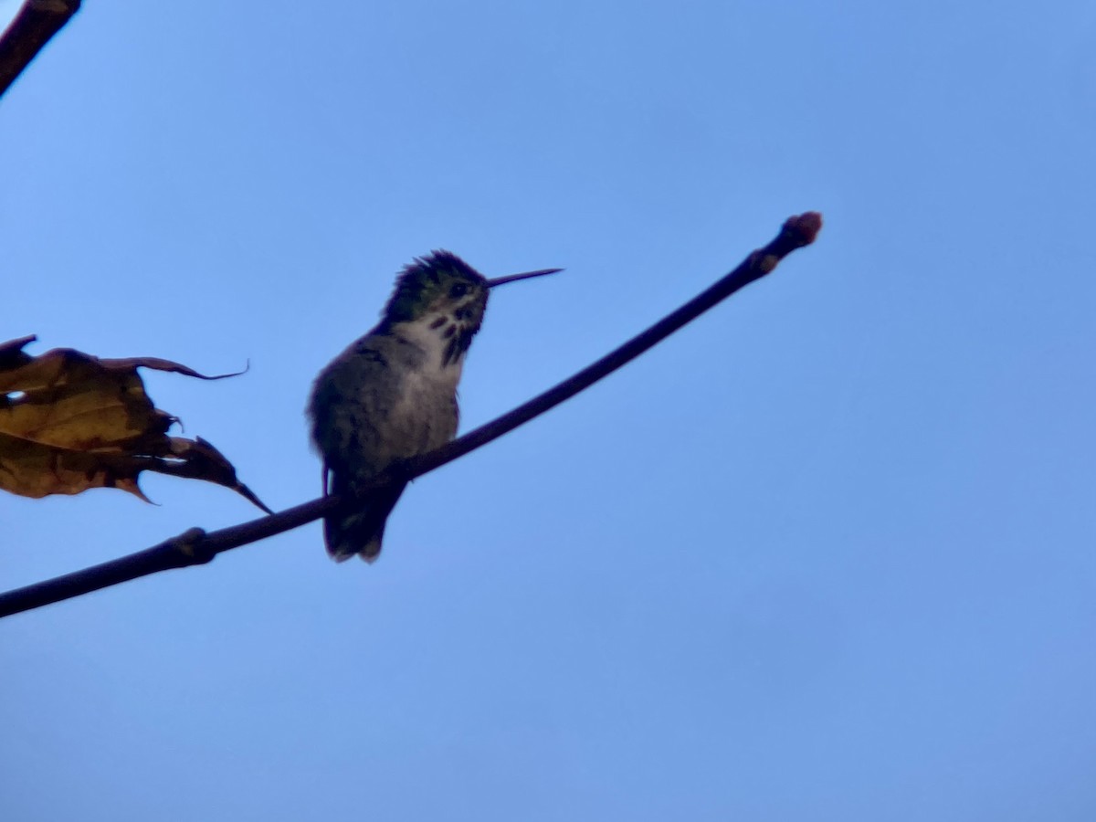 Calliope Hummingbird - chase cammarota