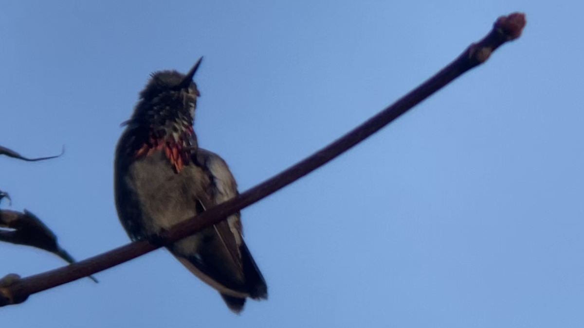 Calliope Hummingbird - chase cammarota