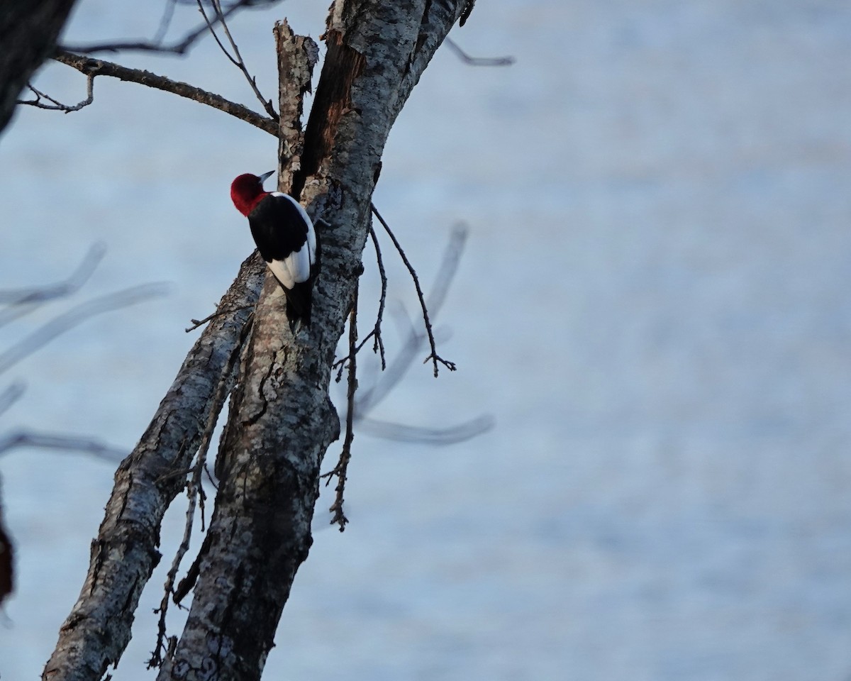 Red-headed Woodpecker - ML501956871