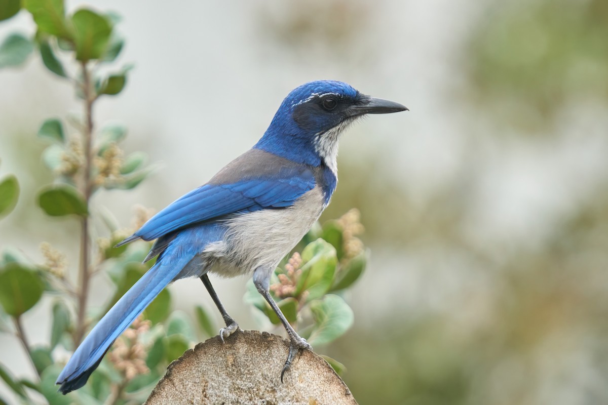 Island Scrub-Jay - ML501956981