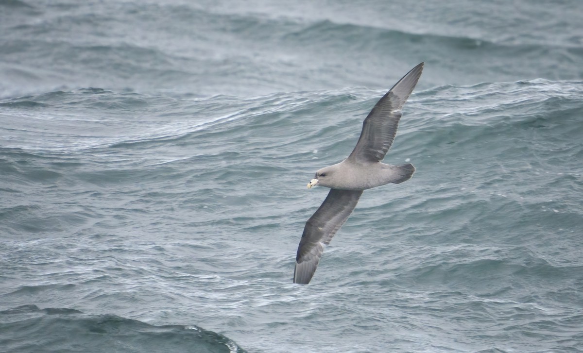 Northern Fulmar - ML501957871