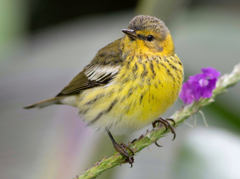 Cape May Warbler - ML501958031