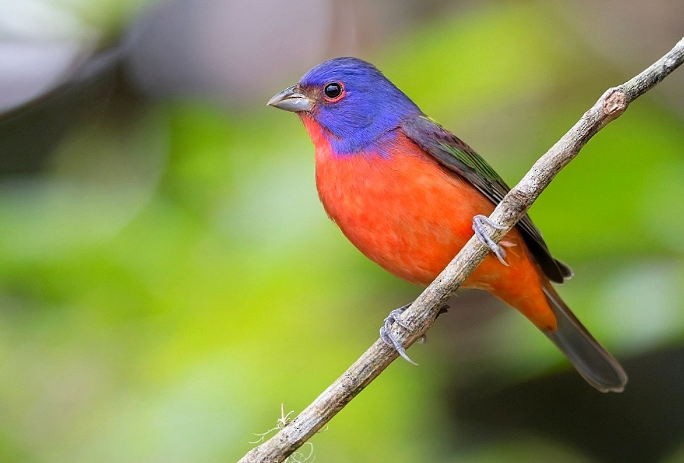 Painted Bunting - ML501958171