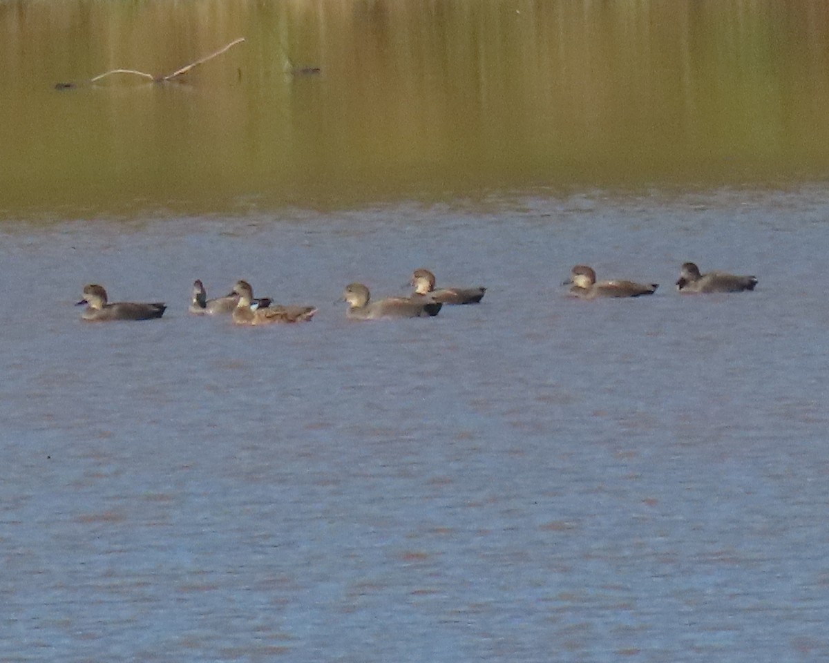 Gadwall - ML501958571