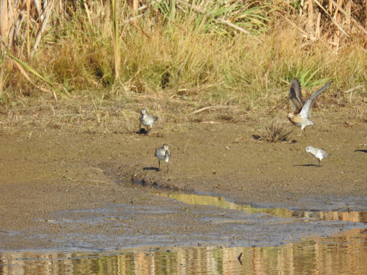 jespák klínoocasý - ML501959021