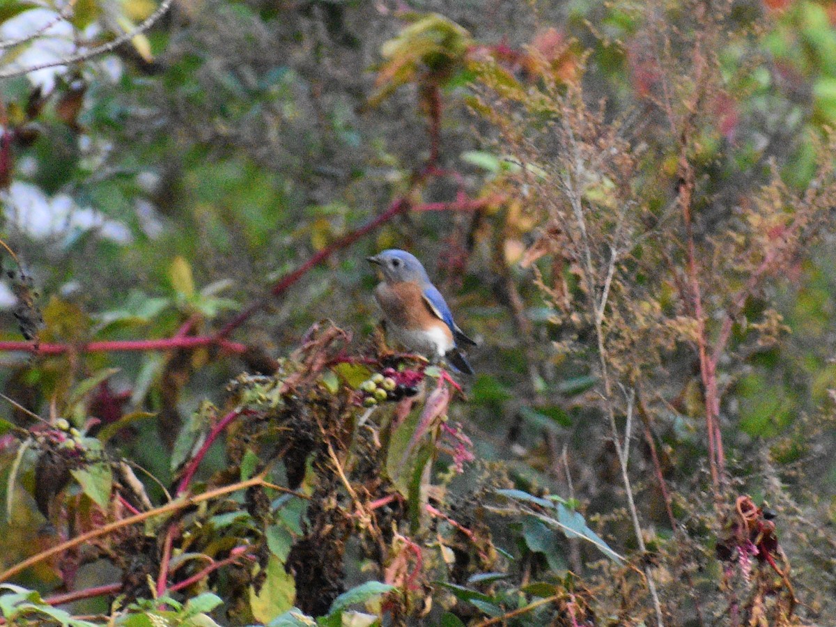 Eastern Bluebird - ML501961161