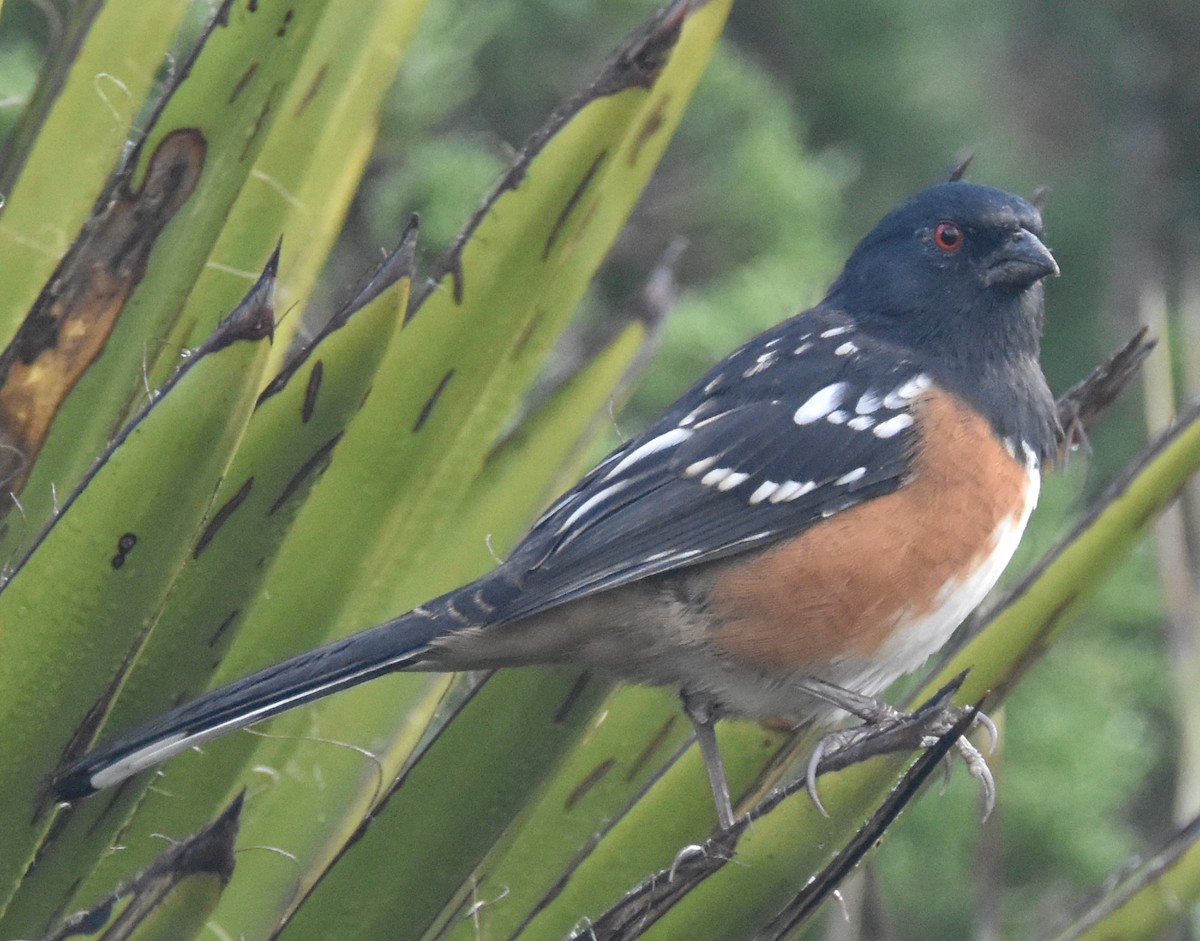 Spotted Towhee - ML501961281