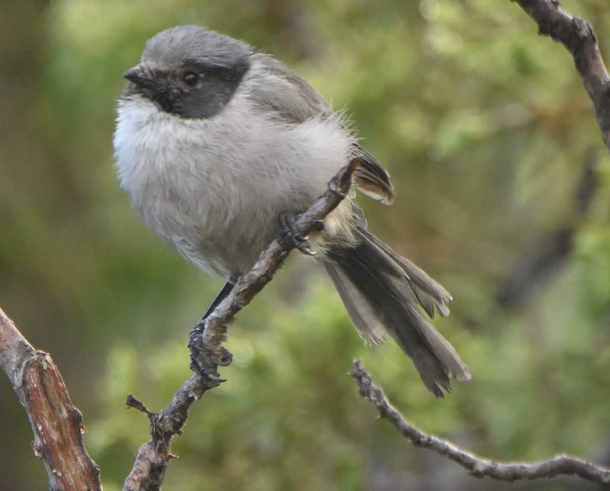 Bushtit (melanotis Group) - ML501961861