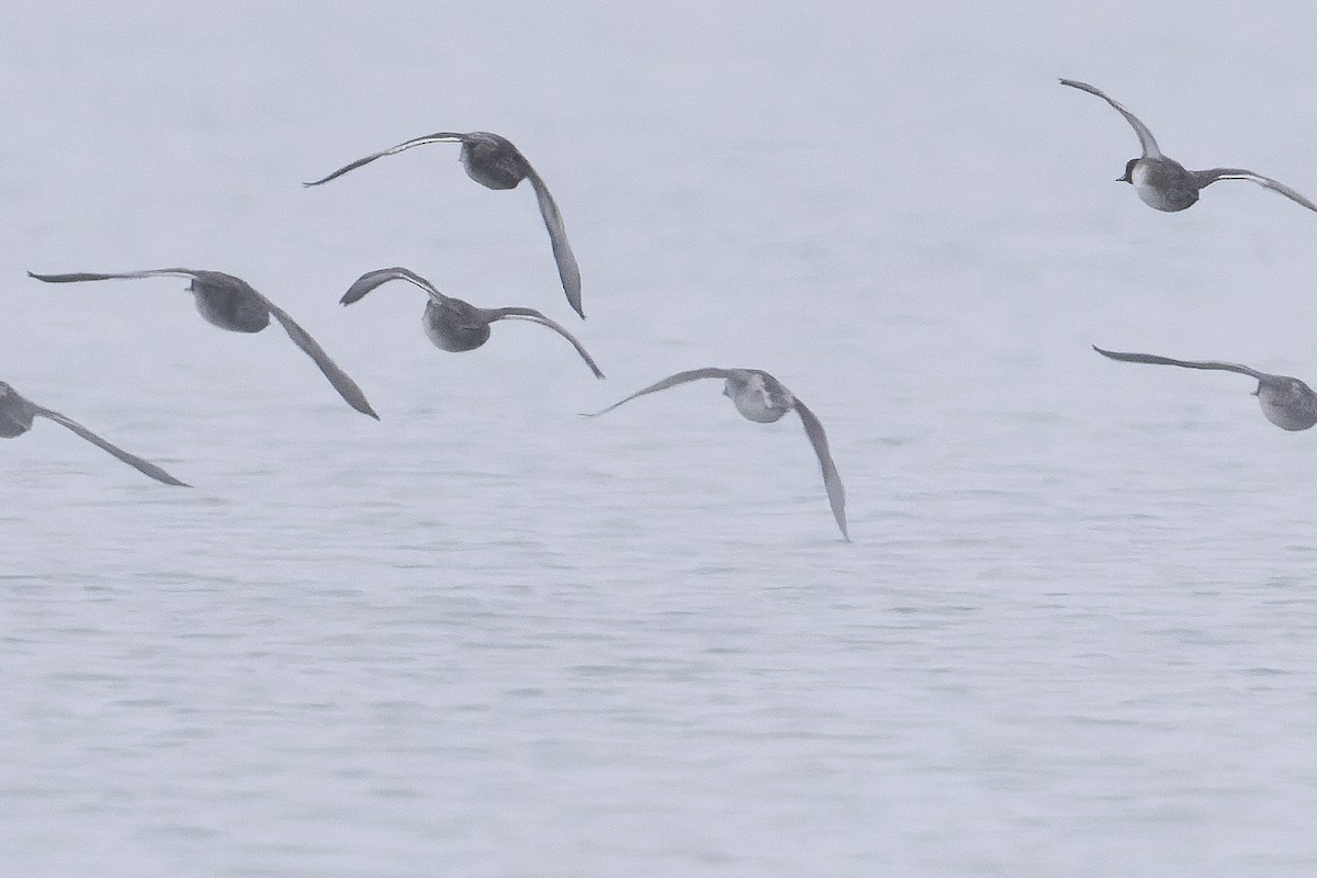 Long-tailed Duck - ML501962071