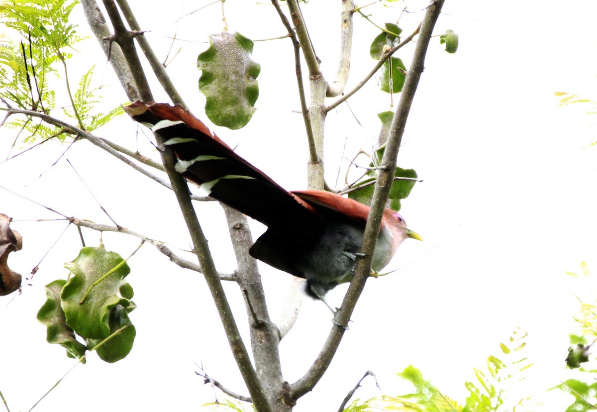 Squirrel Cuckoo - ML501962591