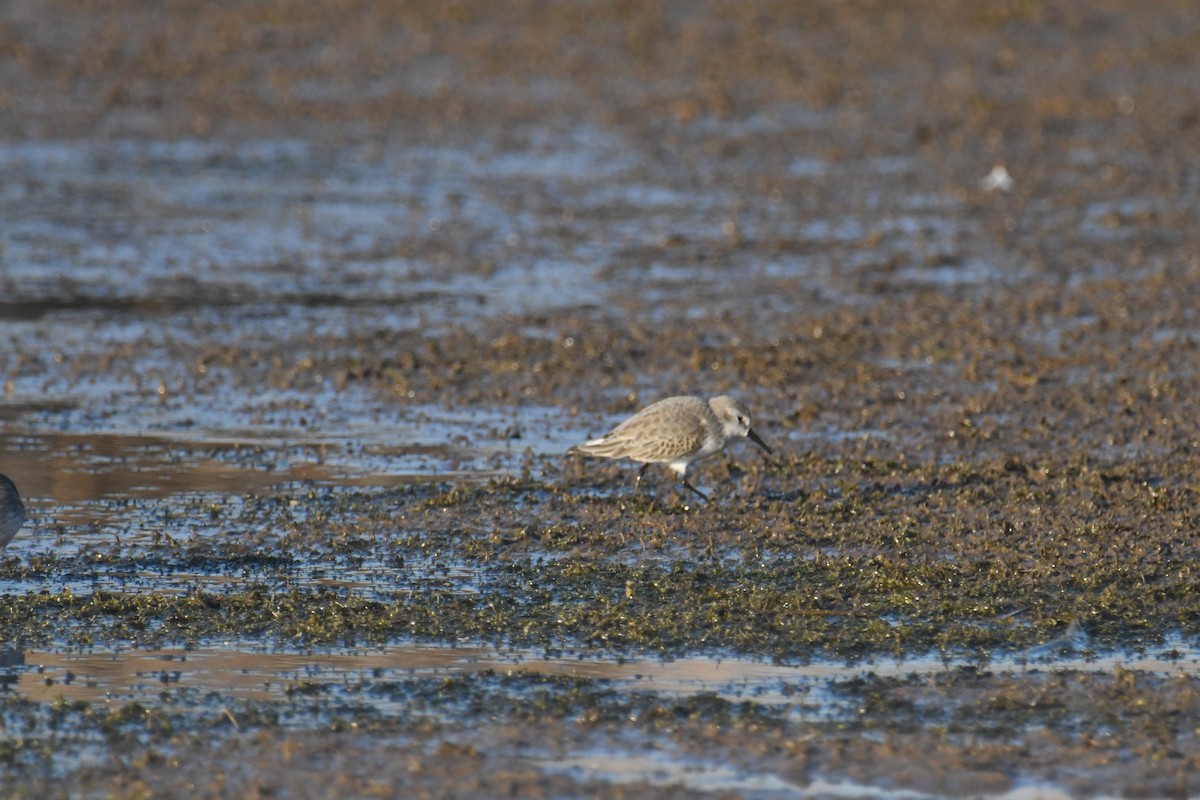 Bergstrandläufer - ML501964151