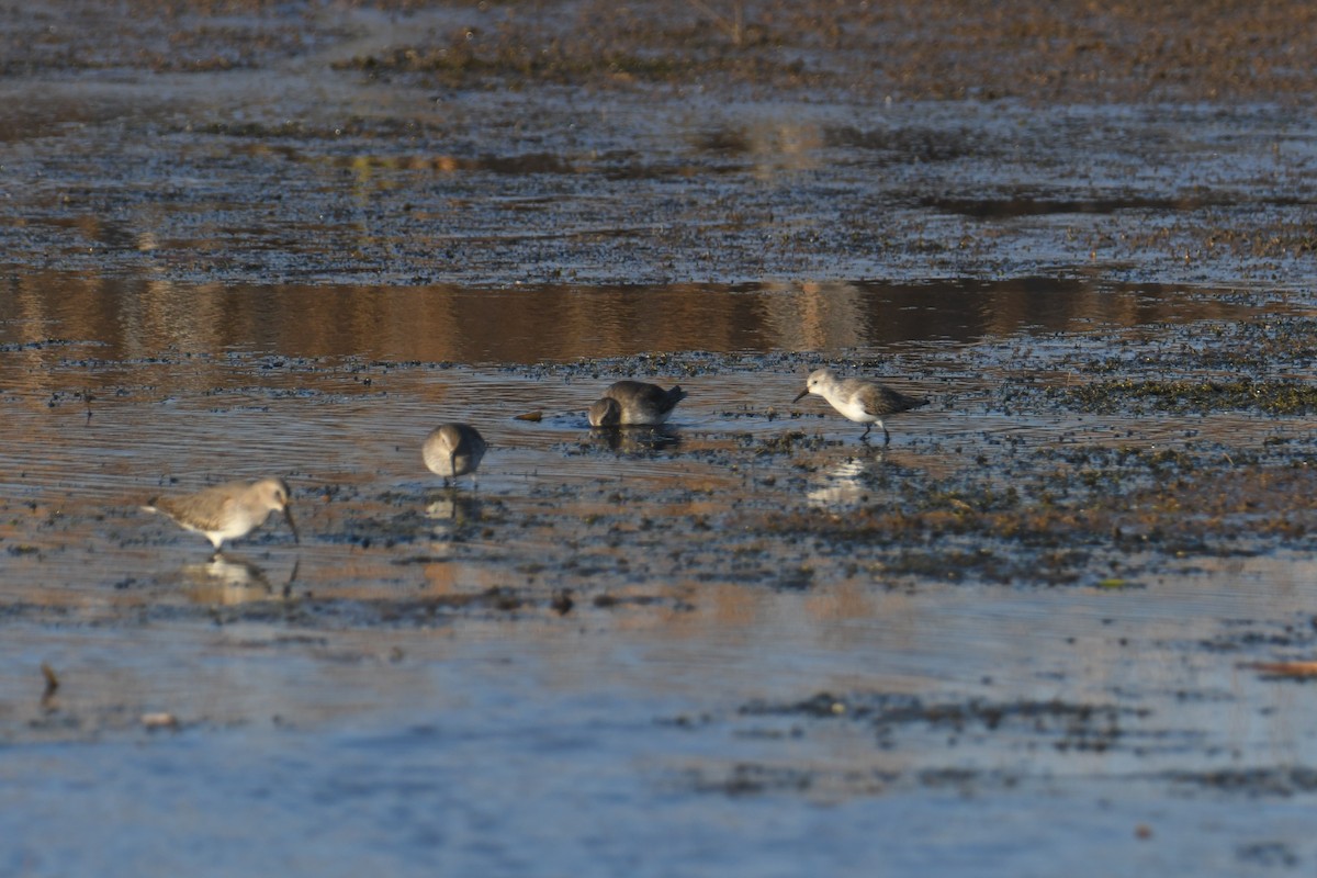 Western Sandpiper - ML501964201