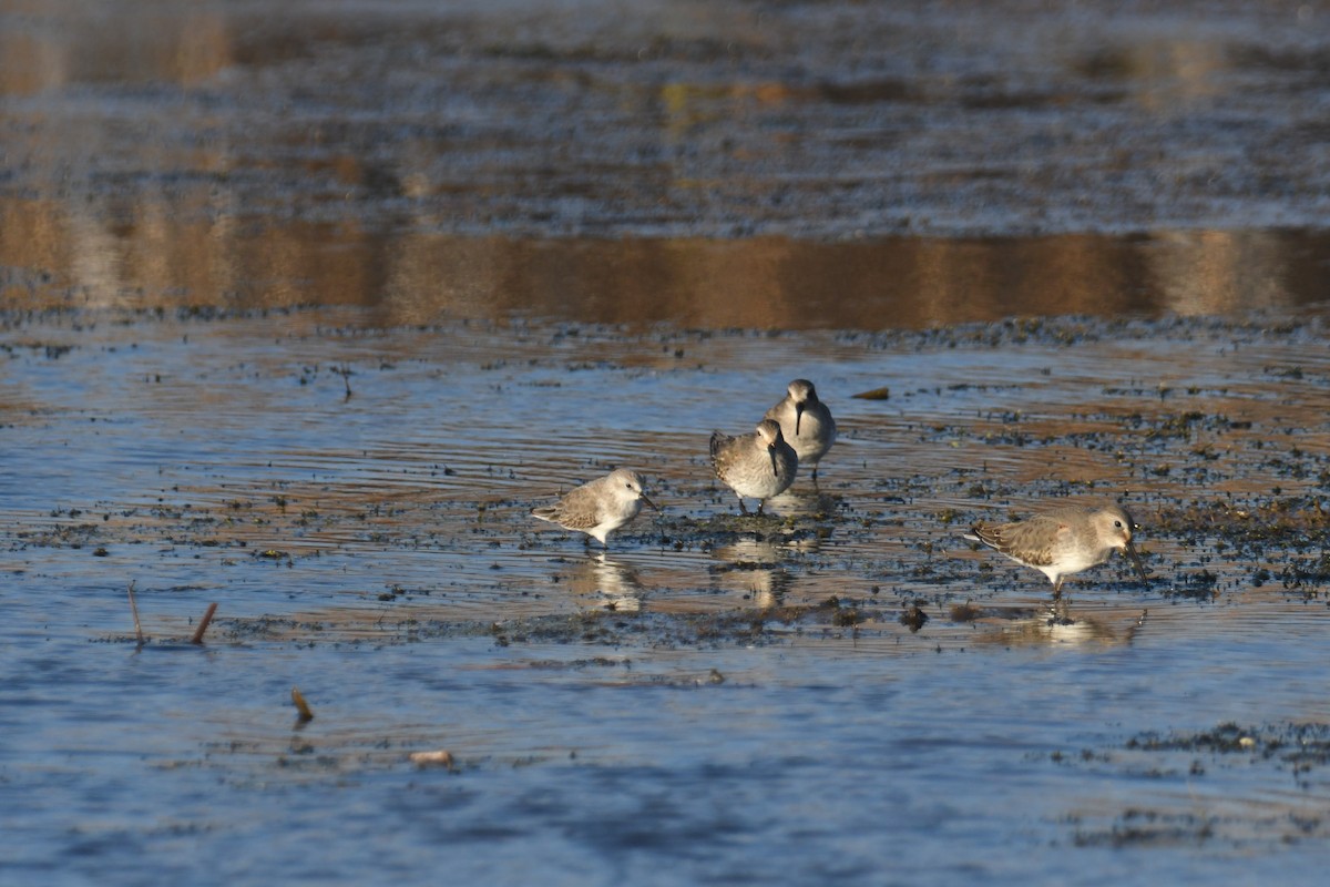 Western Sandpiper - ML501964251