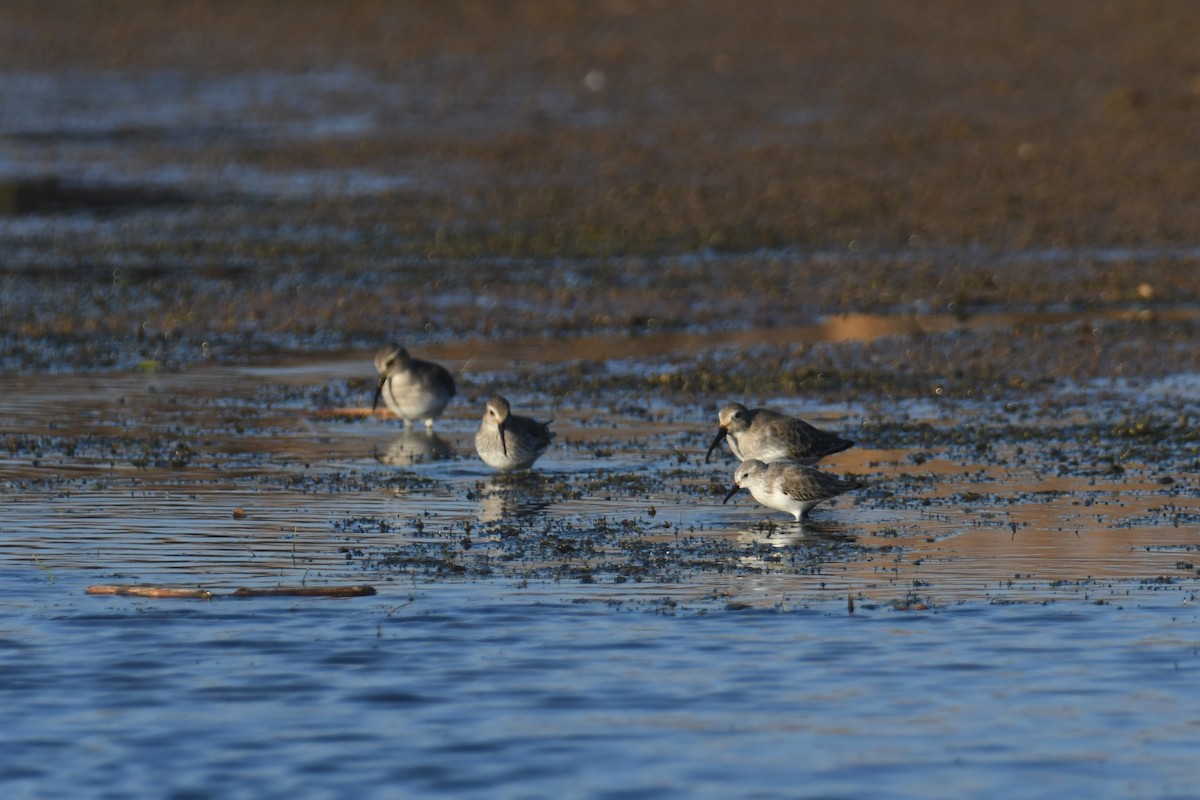 Bergstrandläufer - ML501964301