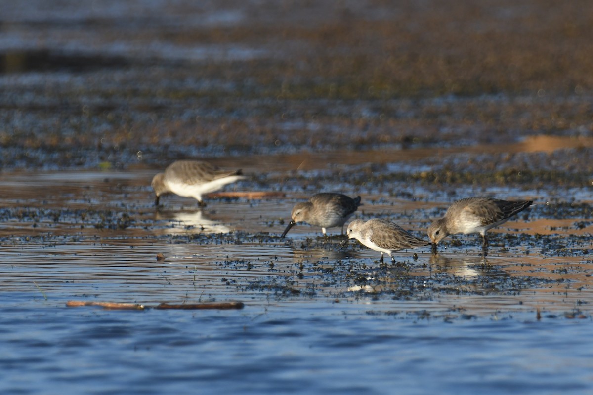 Bergstrandläufer - ML501964461