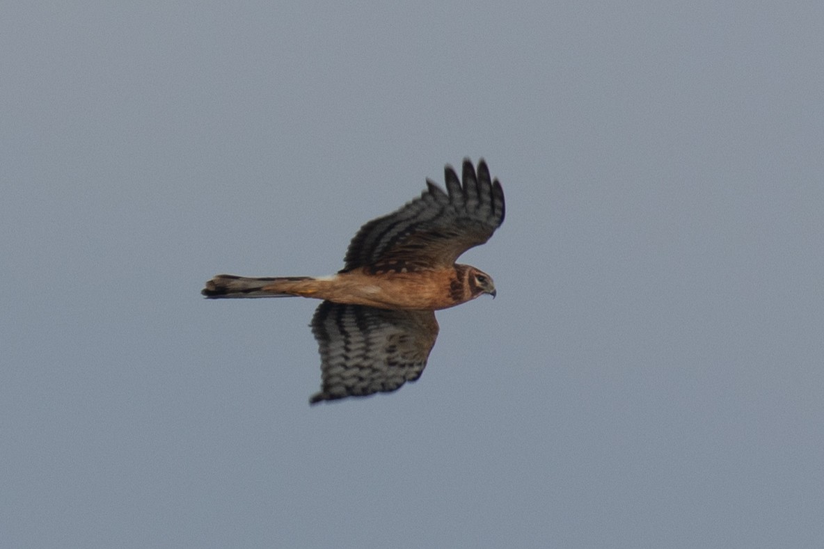 Northern Harrier - ML501965341