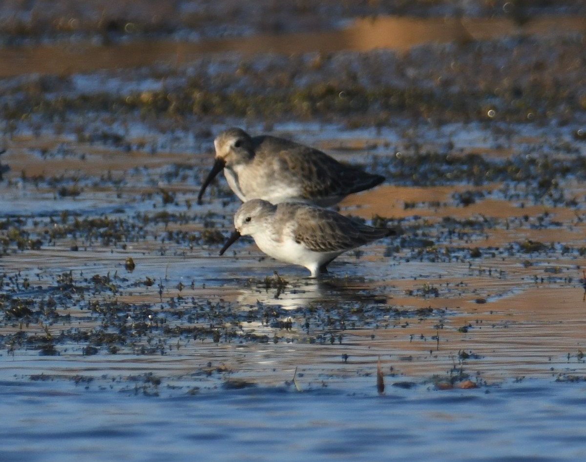 Western Sandpiper - ML501965591