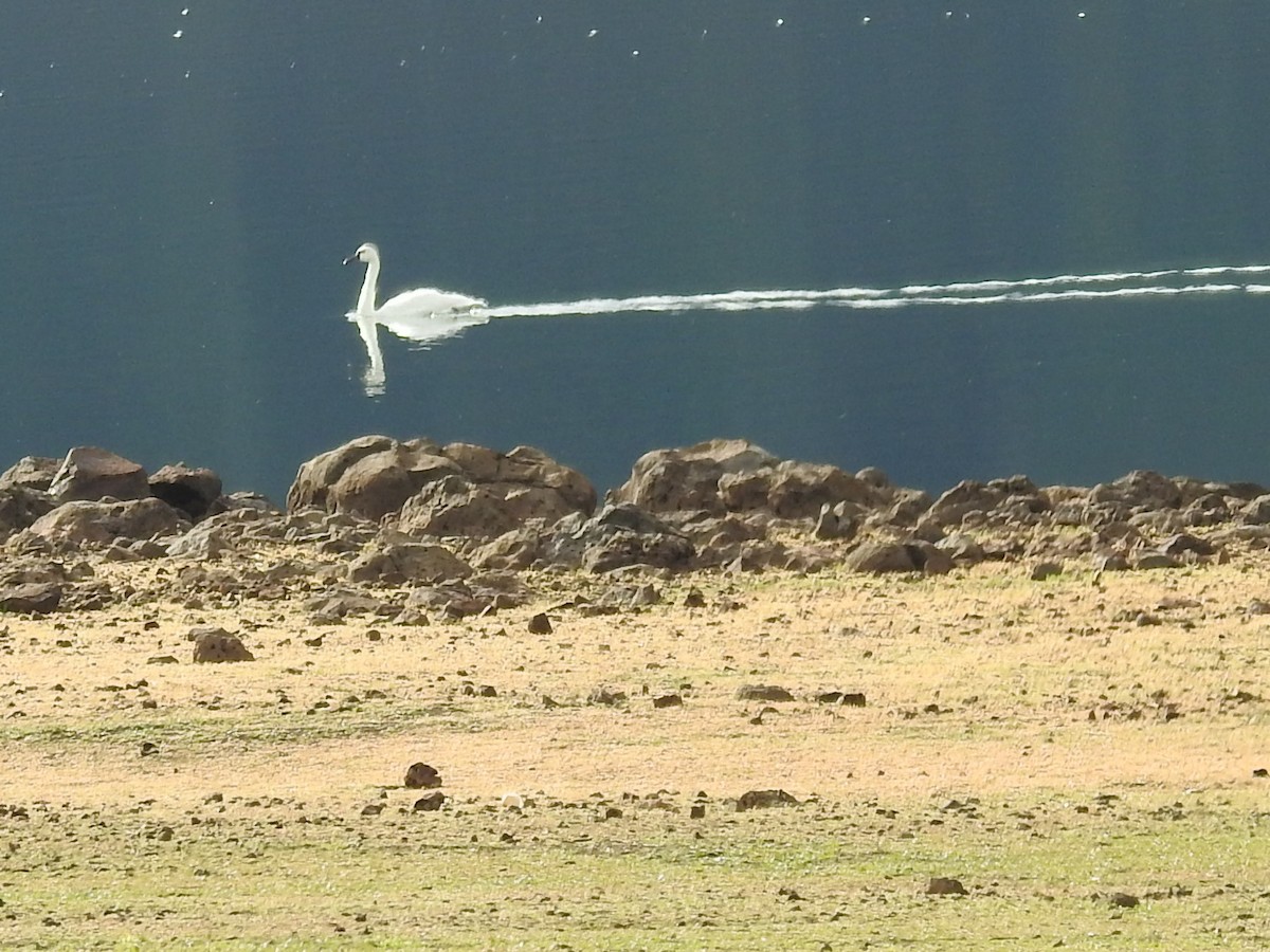 Tundra Swan - ML501965771