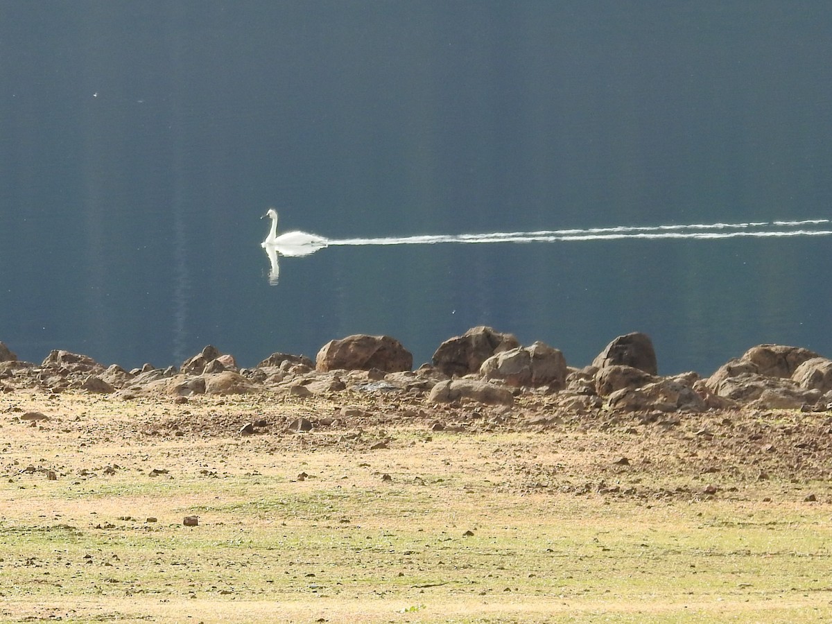 Tundra Swan - ML501965781