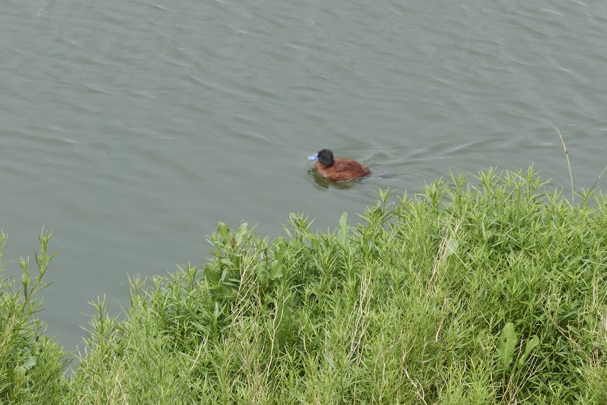 Lake Duck - ML501966691