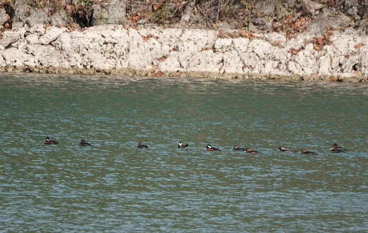 Hooded Merganser - ML501968251