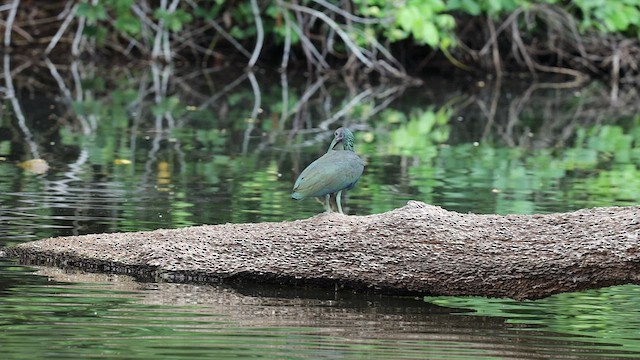 ibis zelený - ML501969321