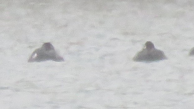 White-winged Scoter - ML501970011