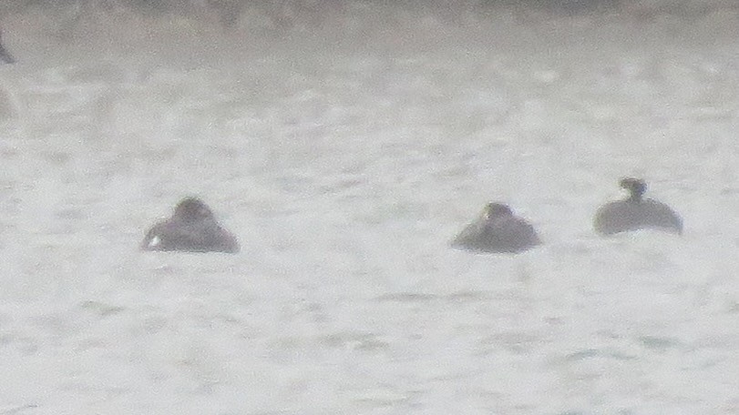 White-winged Scoter - ML501970021