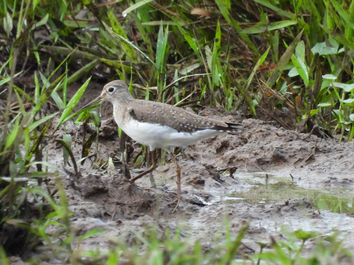 eremittsnipe - ML501970081