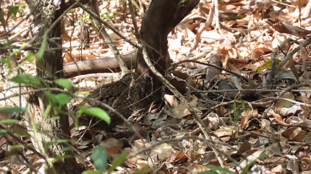 Black-breasted Buttonquail - Jo Culican