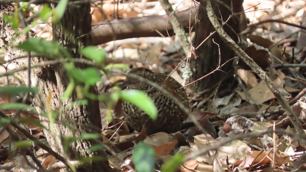 Black-breasted Buttonquail - Jo Culican