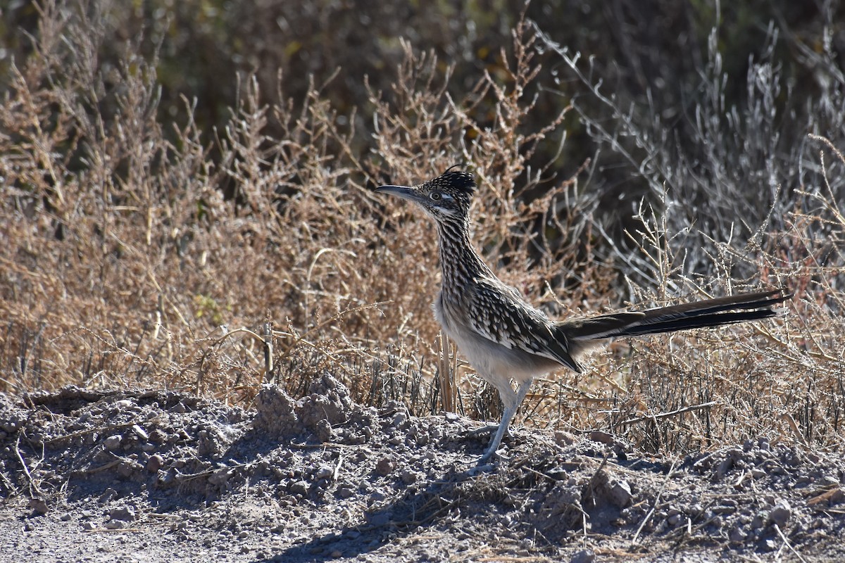 Greater Roadrunner - Jason Leduc