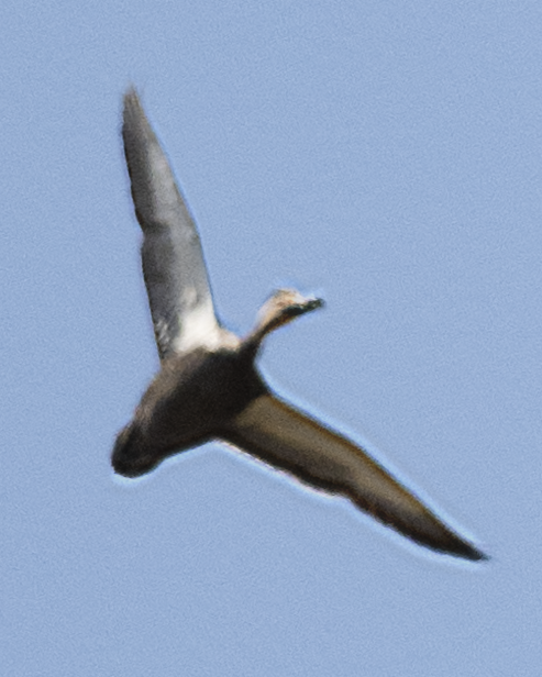 Pacific Black Duck - johnny powell