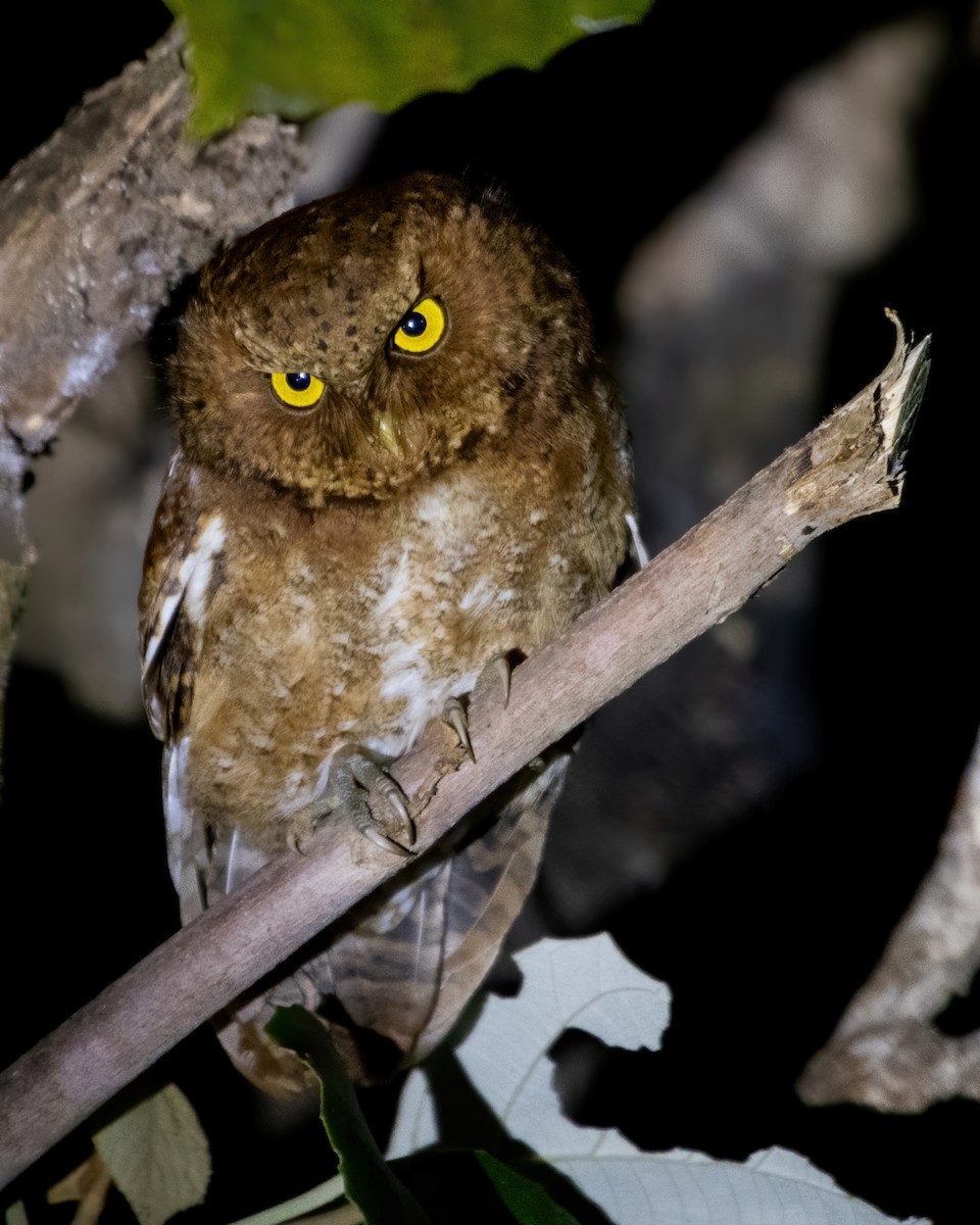 Mountain Scops-Owl - ML501972381