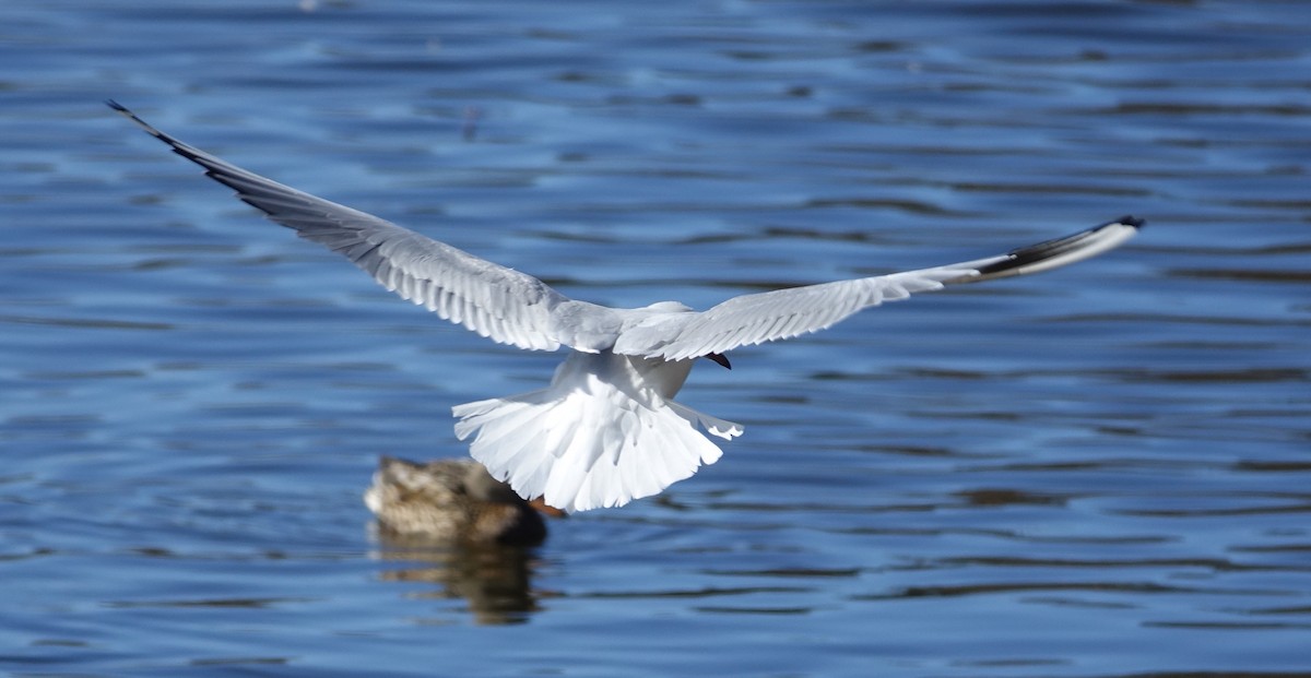 Black-headed Gull - ML50197251