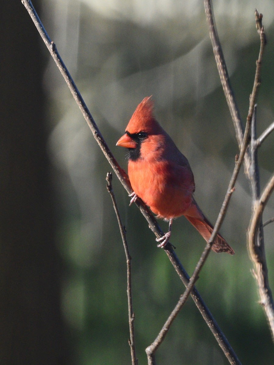 Cardinal rouge - ML501972761