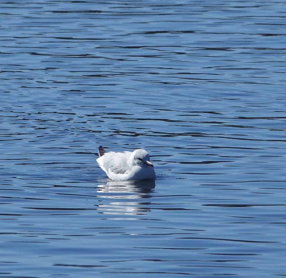 Black-headed Gull - ML50197321